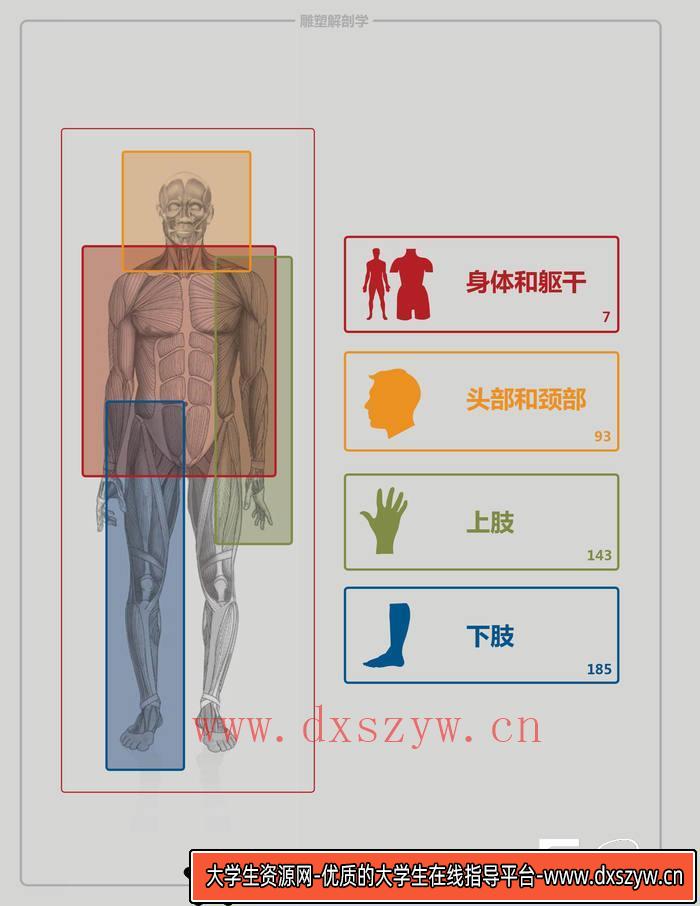 图片[7]-CZ.118- 雕塑艺用人体解剖画册-创作学习专区-109MB-227P-大学生资源网