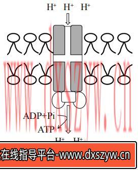 图片[2]-2023年上半年教师资格证考试《高中生物》题（考生回忆版）-大学生资源网