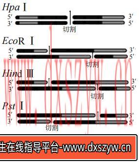 图片[9]-2023年上半年教师资格证考试《高中生物》题（考生回忆版）-大学生资源网