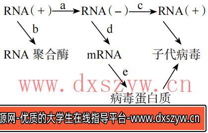 图片[13]-2023年上半年教师资格证考试《高中生物》题（考生回忆版）-大学生资源网