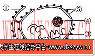 图片[4]-2020年天津市津南区教师招聘《中学生物》考试题-大学生资源网