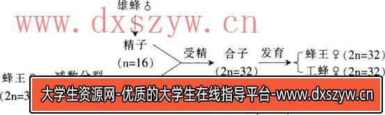 图片[4]-2017年湖北省农村义务教育学校教师招聘考试《中学生物》真题及答案-大学生资源网