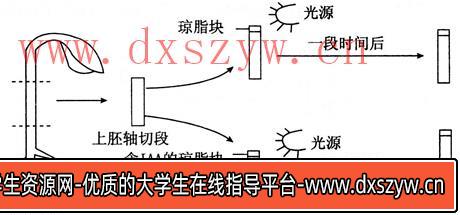 图片[9]-2014年湖北教师招聘考试《中学生物》考试真题及解析-大学生资源网