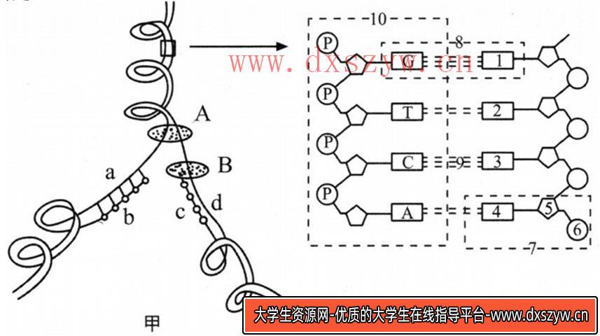 图片[7]-2018年山西省忻州市第一中学教师招聘考试题（中学生物）-大学生资源网