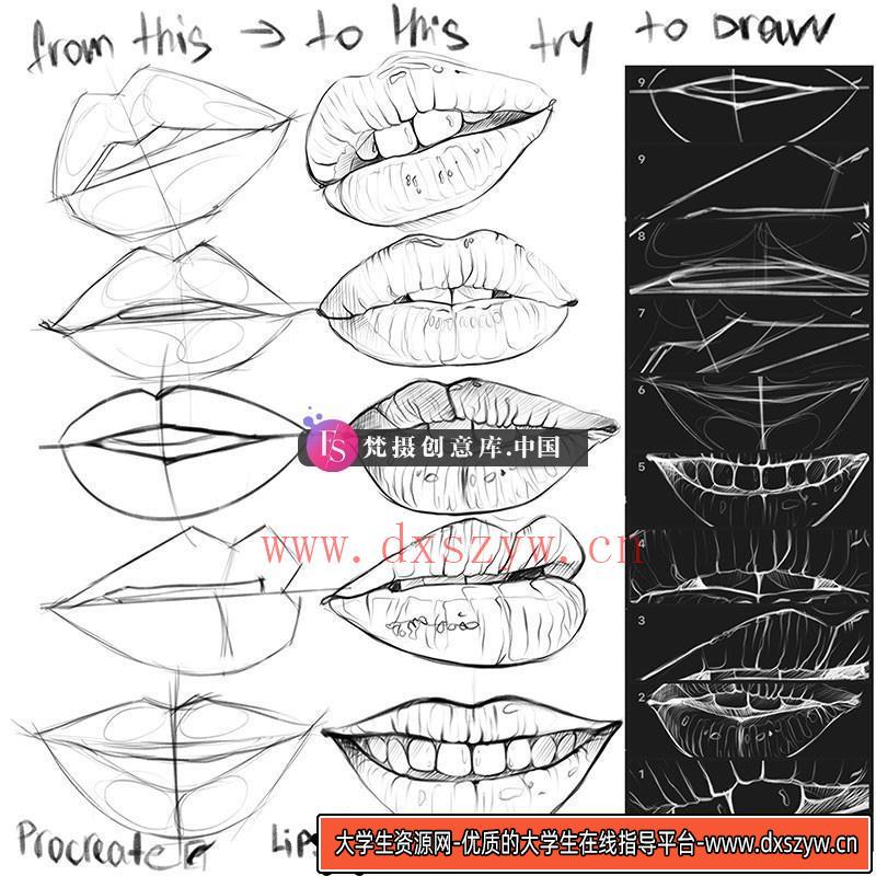 Procreate嘴唇辅助线笔刷-大学生资源网
