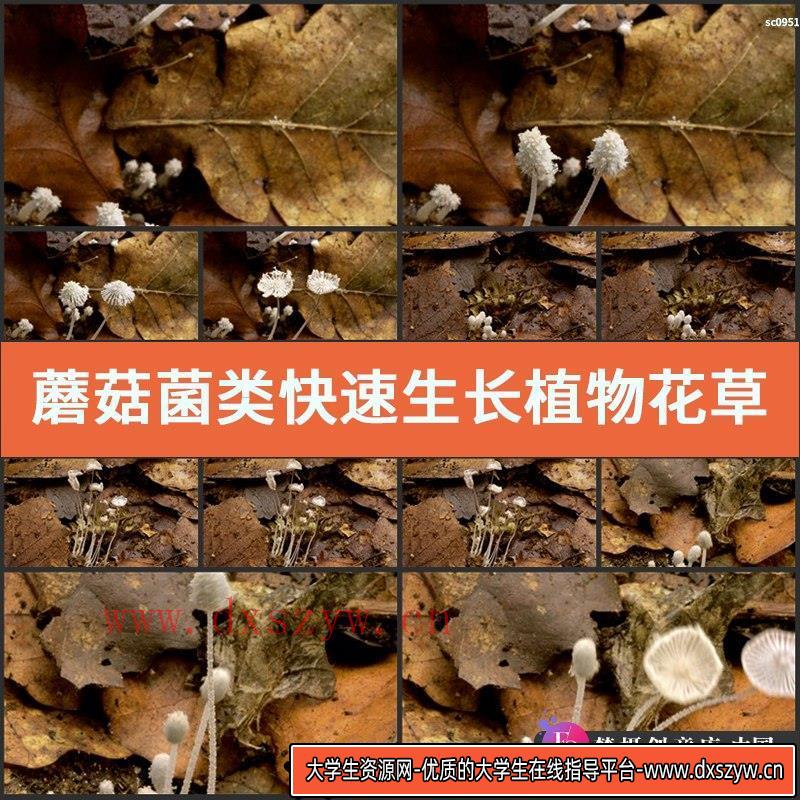 蘑菇菌类快速生长 植物花草树木高清实拍影视频素材-大学生资源网