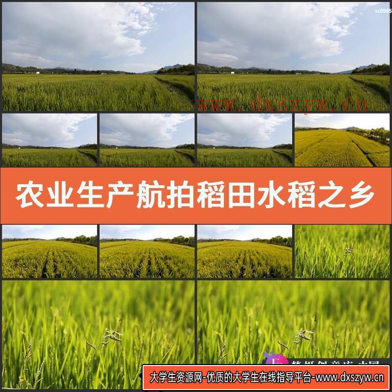 农业生产航拍稻田水稻之乡稻谷丰收宣传延时摄影实拍高清视频素材-大学生资源网