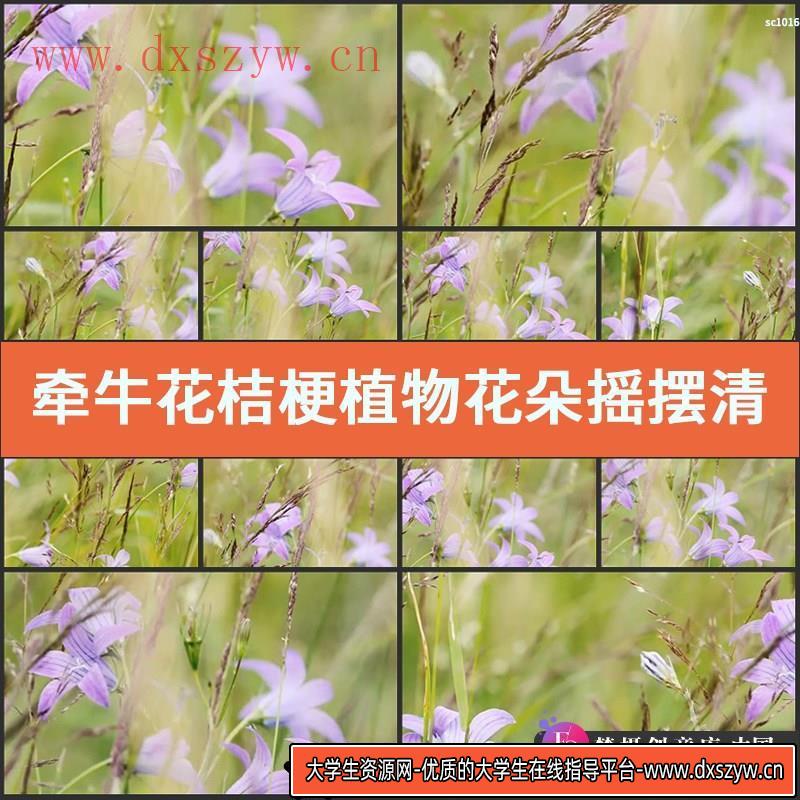 牵牛花桔梗植物花朵摇摆清新大自然高清实拍视频素材-大学生资源网