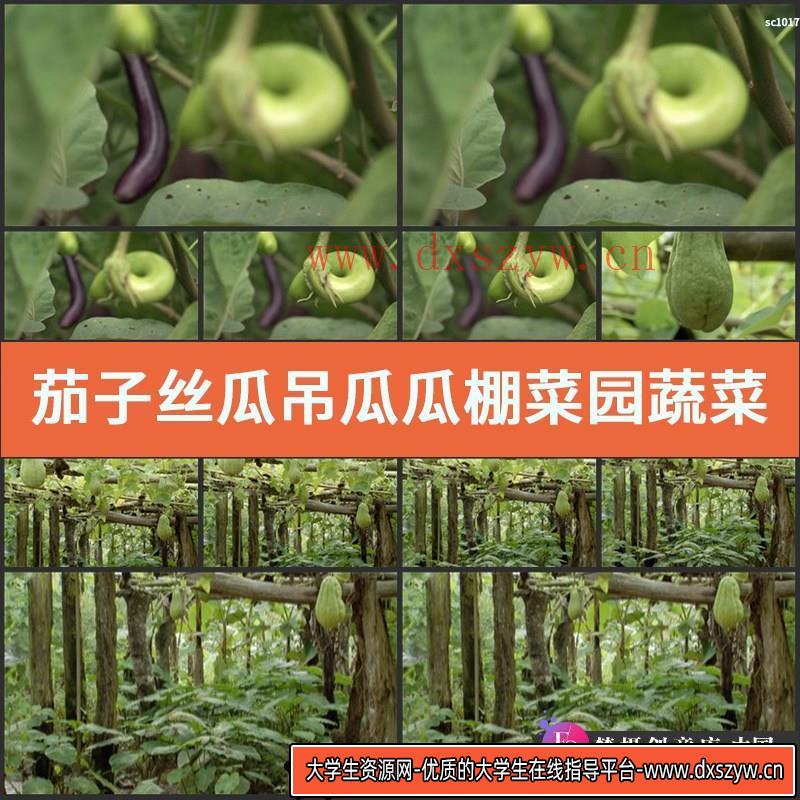 茄子 丝瓜 吊瓜 瓜棚菜园 蔬菜 影视动态宣传片视频高清实拍素材-大学生资源网