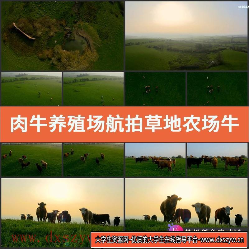 肉牛养殖场航拍草地农场牛吃草放养唯美草原风光高清实拍视频素材-大学生资源网