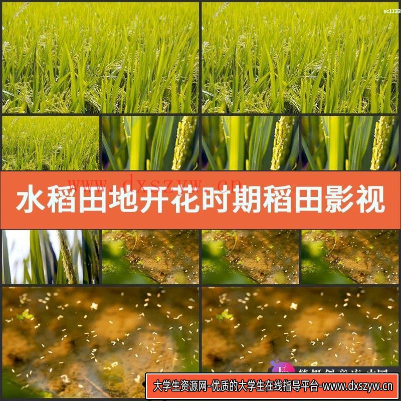 水稻 田地 开花时期 稻田 影视动态 农业宣传片视频高清实拍素材-大学生资源网