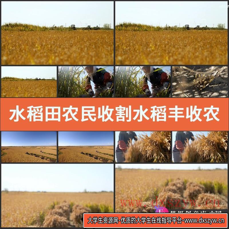 水稻田 农民收割水稻 丰收 农业 影视动态宣传片视频高清实拍素材-大学生资源网