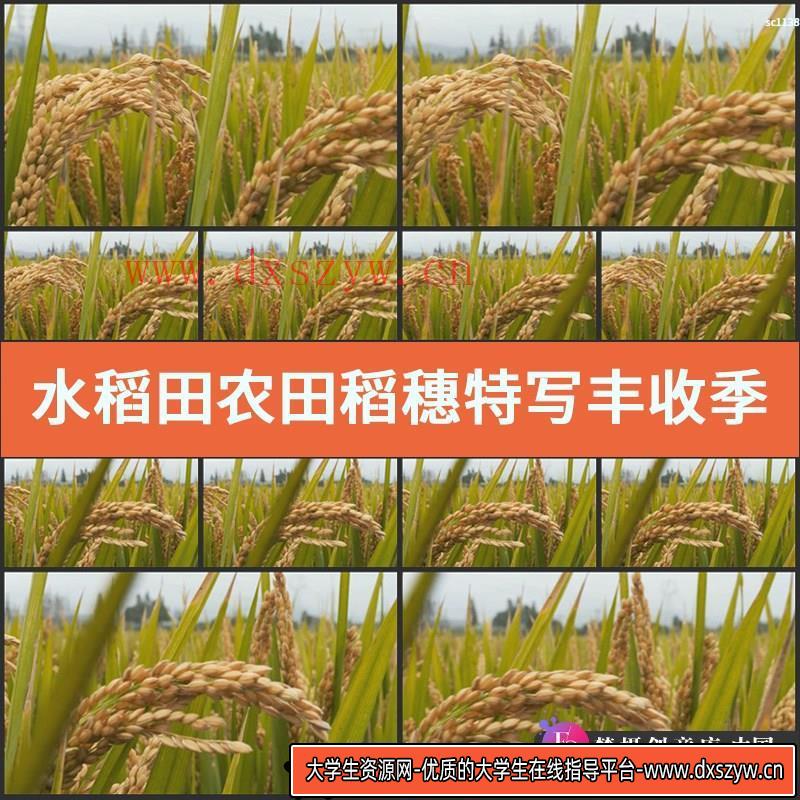 水稻田 农田 稻穗特写 丰收季节 高清实拍背景 影视动态视频素材-大学生资源网