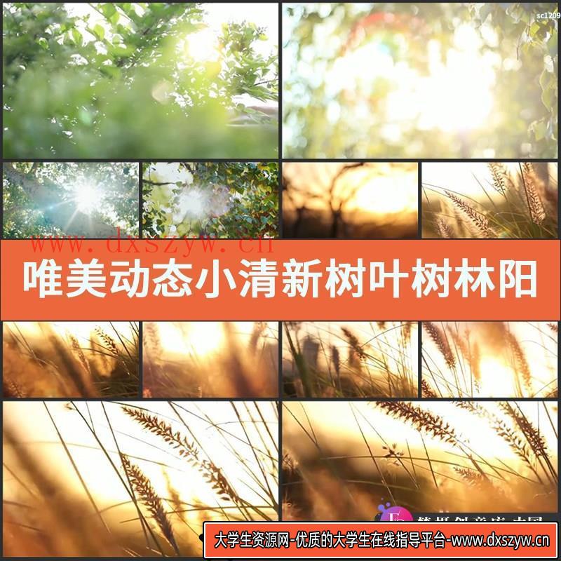 唯美动态小清新树叶树林阳光空镜头 大自然春天夏天绿叶视频素材-大学生资源网