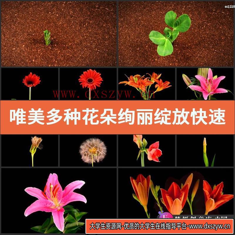 唯美多种花朵绚丽绽放快速开放植物破土而出延时高清实拍视频素材-大学生资源网