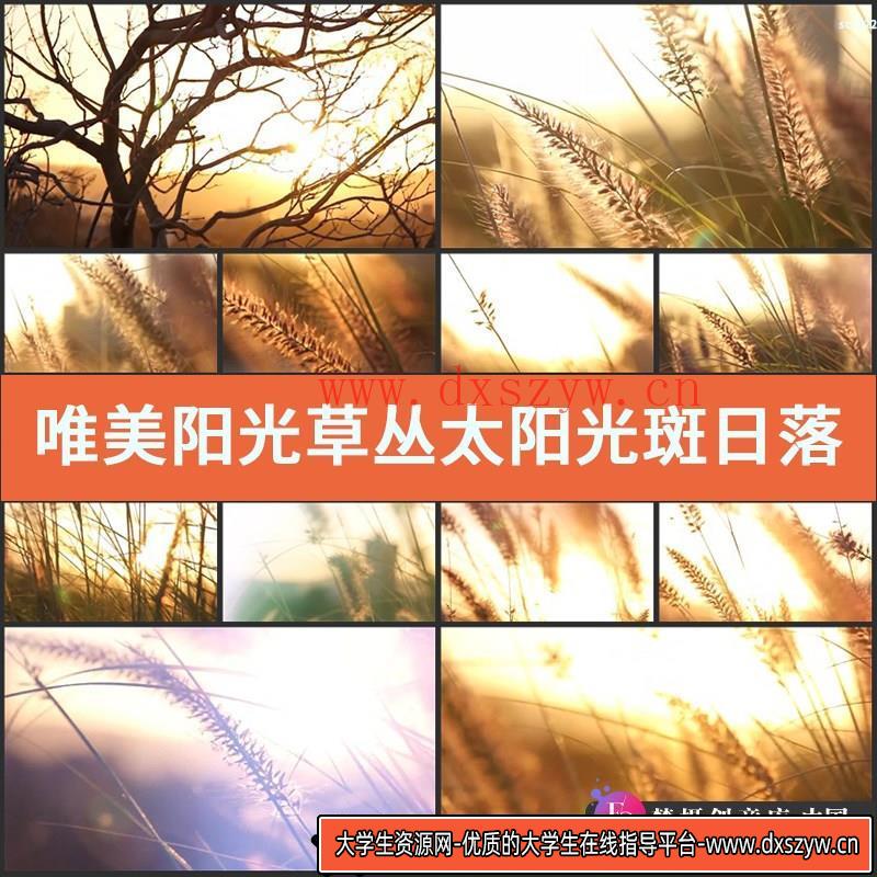唯美阳光草丛太阳光斑日落夕阳空镜头专题宣传片实拍视频素材-大学生资源网