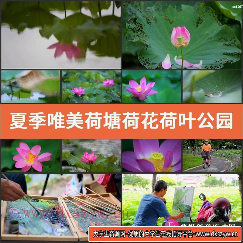 夏季唯美荷塘荷花荷叶公园高清实拍视频素材唯美风光片-大学生资源网