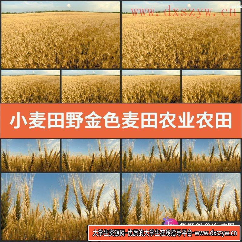 小麦田野 金色麦田 农业农田 生产丰收 高清实拍视频素材-大学生资源网