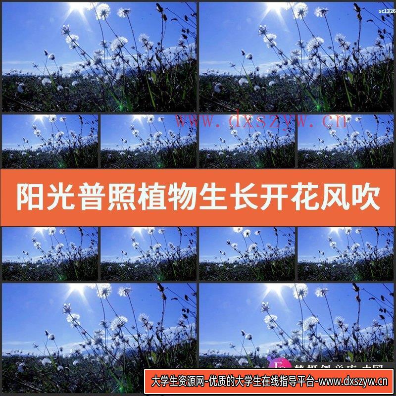 阳光普照植物生长开花风吹摇摆清新甜美画面高清实拍视频素材-大学生资源网