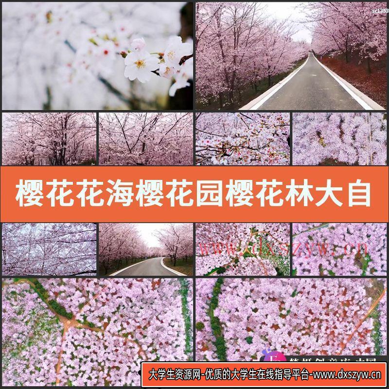樱花花海樱花园樱花林大自然风景 贵阳 平坝 万亩实拍视频素材-大学生资源网