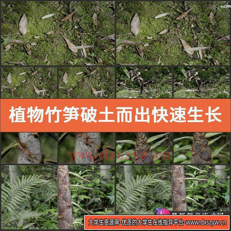 植物竹笋破土而出快速生长高清实拍视频素材 植物延时摄影素材-大学生资源网