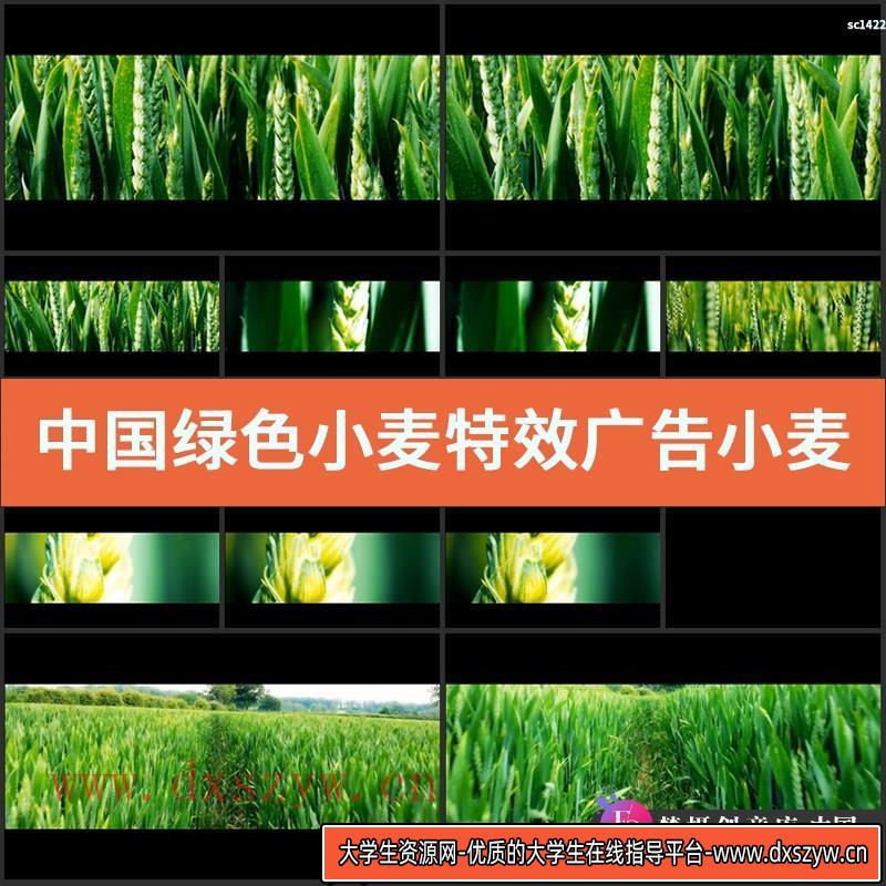 中国绿色小麦特效 广告小麦 青色的小麦高清实拍视频素材-大学生资源网