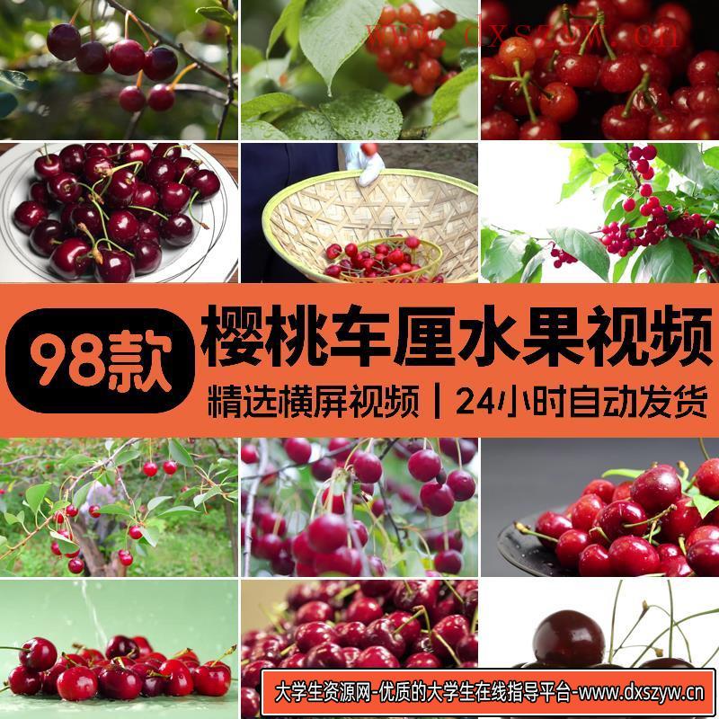大樱桃果园水果红色樱桃树枝头果实特写成熟采摘车厘子短视频素材-大学生资源网