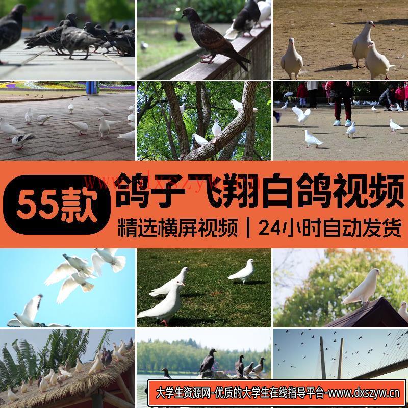 鸽子飞翔白鸽放飞梦想和平鸽信鸽喂养殖观赏鸽子剪辑实拍视频素材-大学生资源网