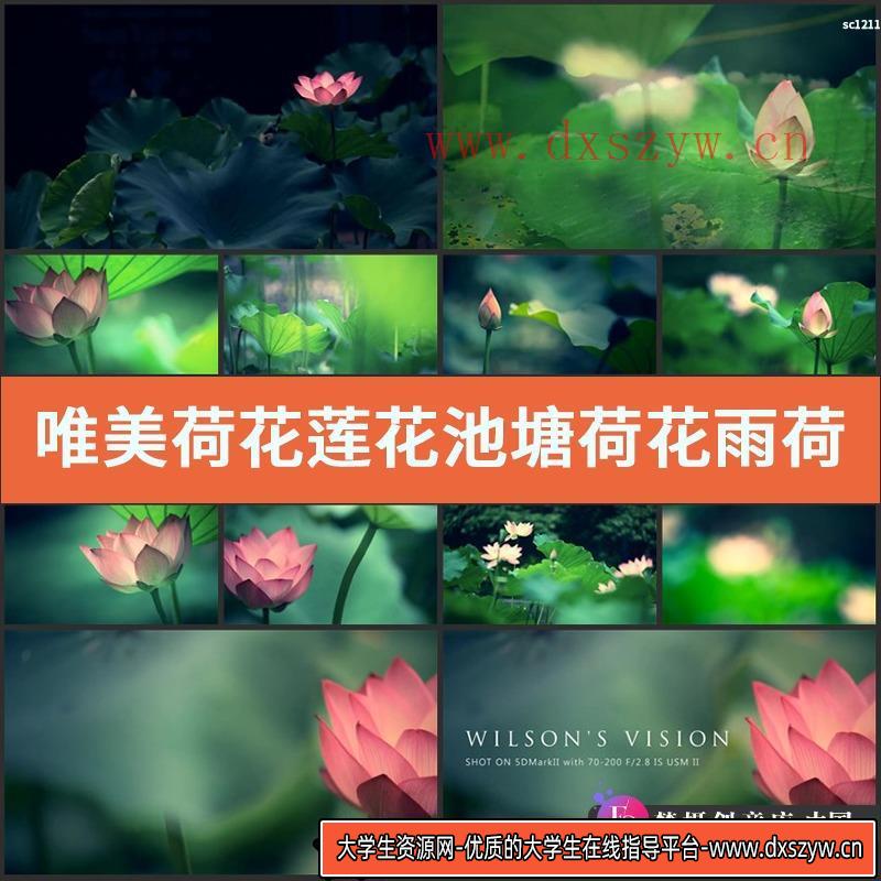 唯美荷花莲花 池塘荷花 雨荷 莲花特写近拍荷叶荷塘实拍视频素材-大学生资源网