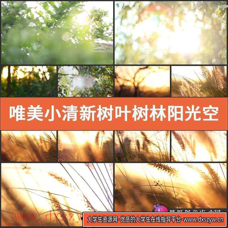 唯美小清新树叶树林阳光空镜头 大自然春天夏天绿叶视频素材-大学生资源网