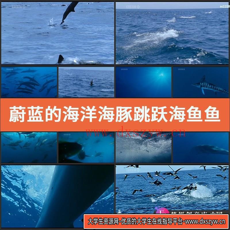 蔚蓝的海洋 海豚跳跃 海鱼鱼群 海面海鸥海鸟 高清实拍视频素材-大学生资源网