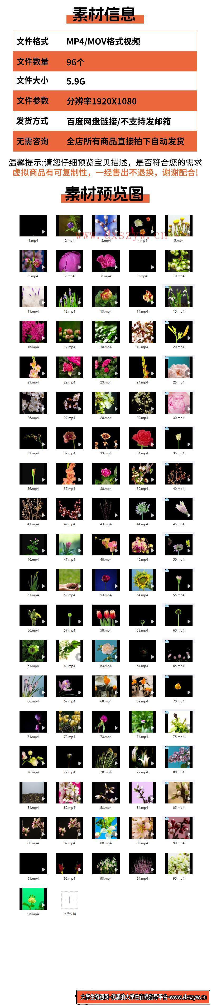 图片[2]-春天鲜花盛开生长过程延时发芽开花植物春暖花开绽放实拍视频素材-大学生资源网