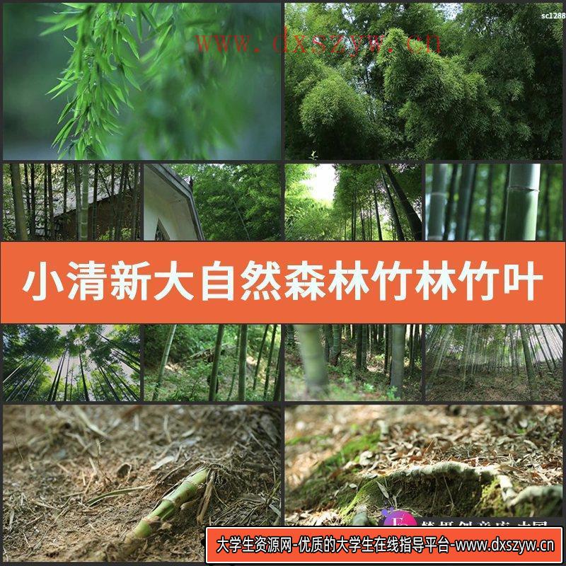 小清新 大自然森林 竹林竹叶水滴空镜头 竹子生长 实拍视频素材-大学生资源网