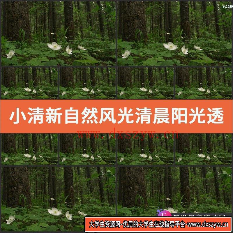 小淸新自然风光清晨阳光透过树木森林风景 绿色青草 高清视频素材-大学生资源网