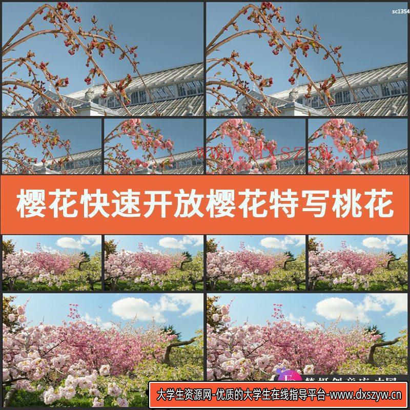 樱花快速开放樱花特写 桃花世外桃源宣传片高清实拍视频素材-大学生资源网