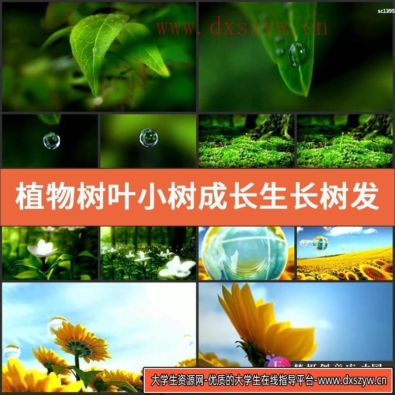 植物树叶小树成长生长树发芽动画 植树节绿色绿叶高清视频素材-大学生资源网