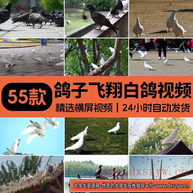 鸽子飞翔白鸽放飞梦想和平鸽信鸽喂养殖观赏鸽子剪辑实拍视频素材-大学生资源网