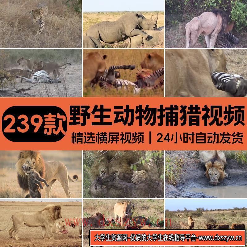 国外国野生动物觅食捕猎场面纪实片纪录片中视频解说高清剪辑素材-大学生资源网
