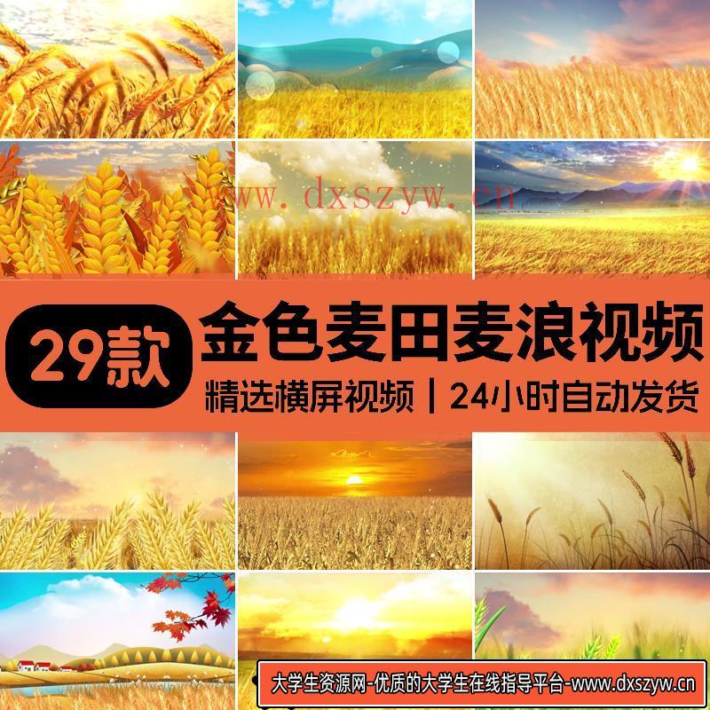 金色麦田麦穗风吹麦浪秋天丰收高清LED背景视频唯美秋天风景素材-大学生资源网