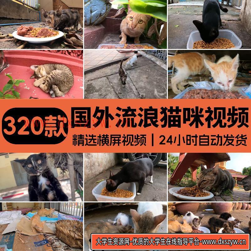 国外实拍流浪猫咪觅食投喂猫粮纪实纪录拍摄中视频解说高清素材-大学生资源网
