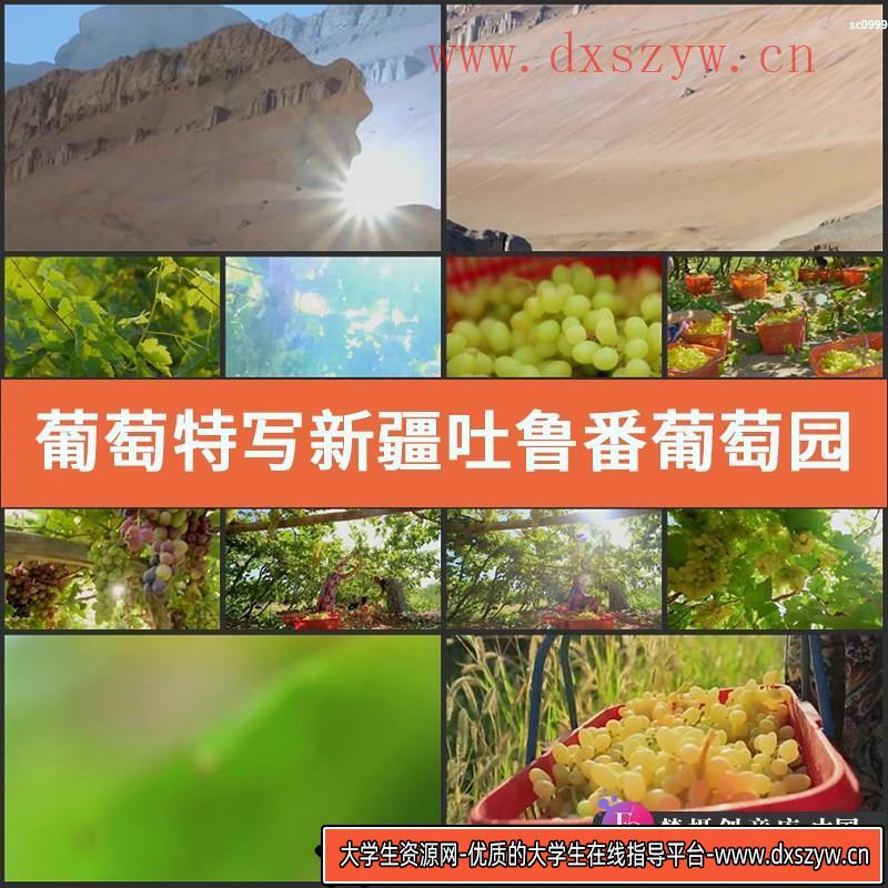 葡萄特写新疆吐鲁番葡萄园葡萄采摘水果丰收高清实拍视频素材-大学生资源网