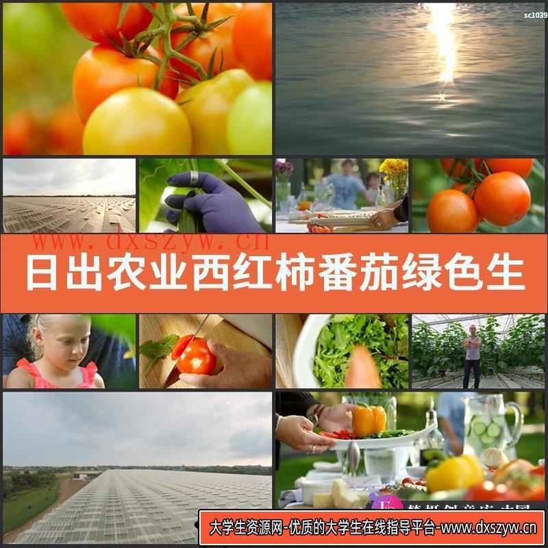 日出农业西红柿番茄绿色生态大棚培养水果蔬菜种植高清素材-大学生资源网