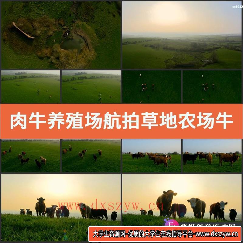 肉牛养殖场航拍草地农场牛吃草放养唯美草原风光高清实拍视频素材-大学生资源网