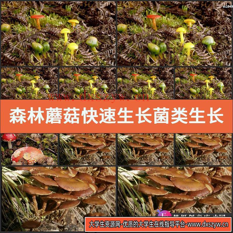森林蘑菇快速生长 菌类生长过程 红蘑菇 高清实拍视频素材-大学生资源网