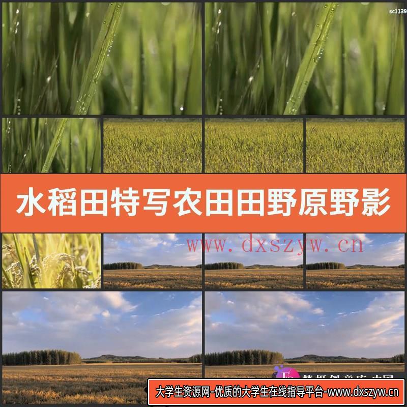 水稻田特写 农田 田野 原野 影视动态农业宣传片视频高清实拍素材-大学生资源网